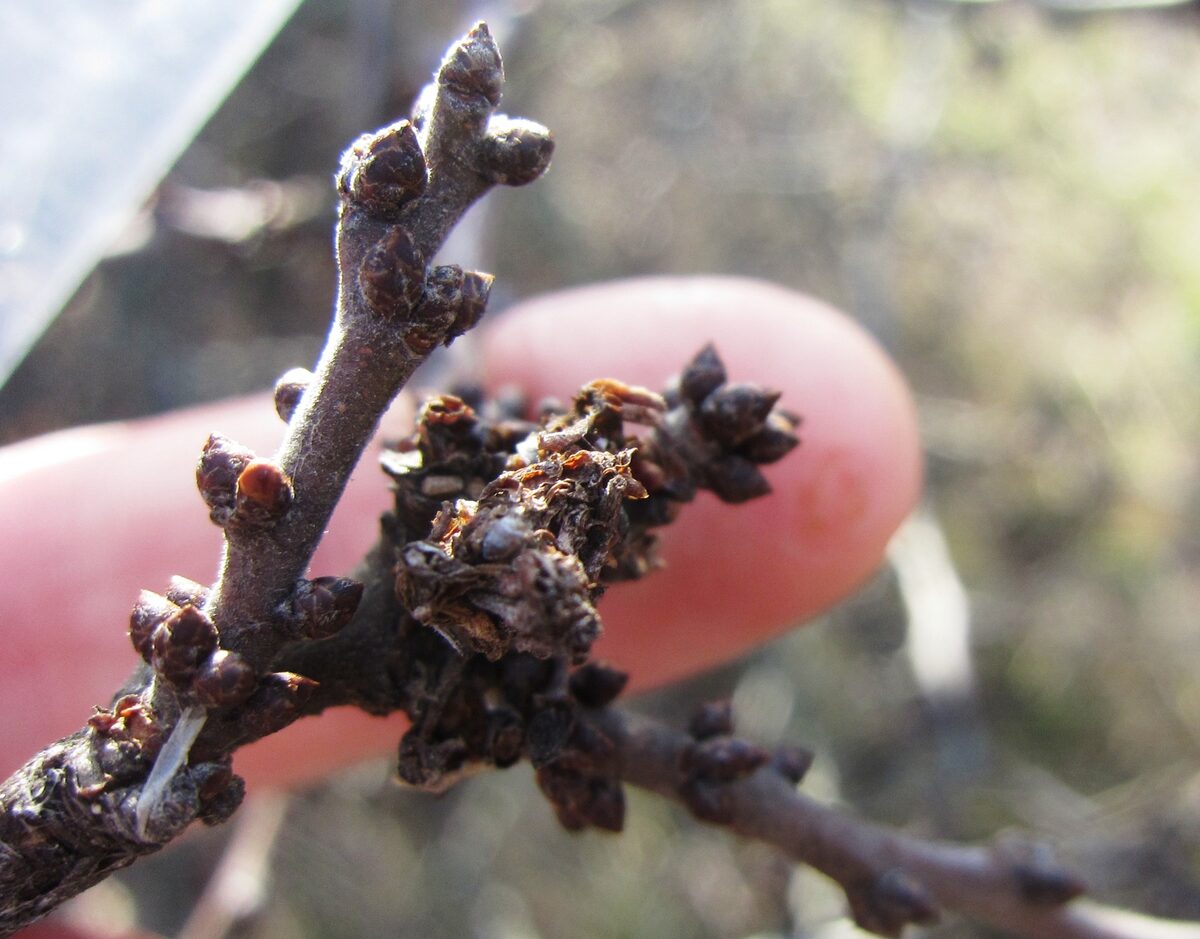 Prunus spinosa subsp. dasyphylla — photo