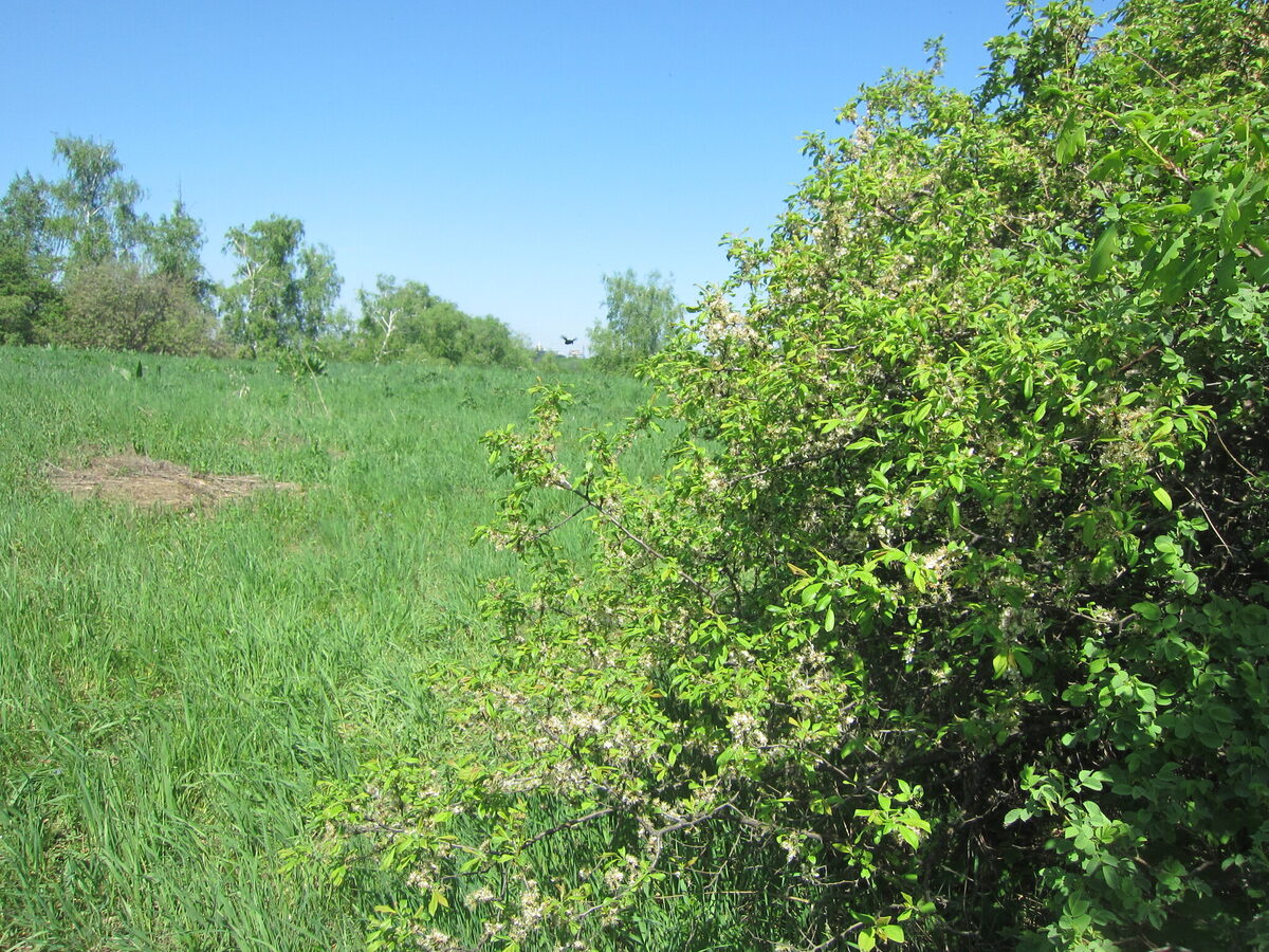 Prunus spinosa subsp. dasyphylla — photo
