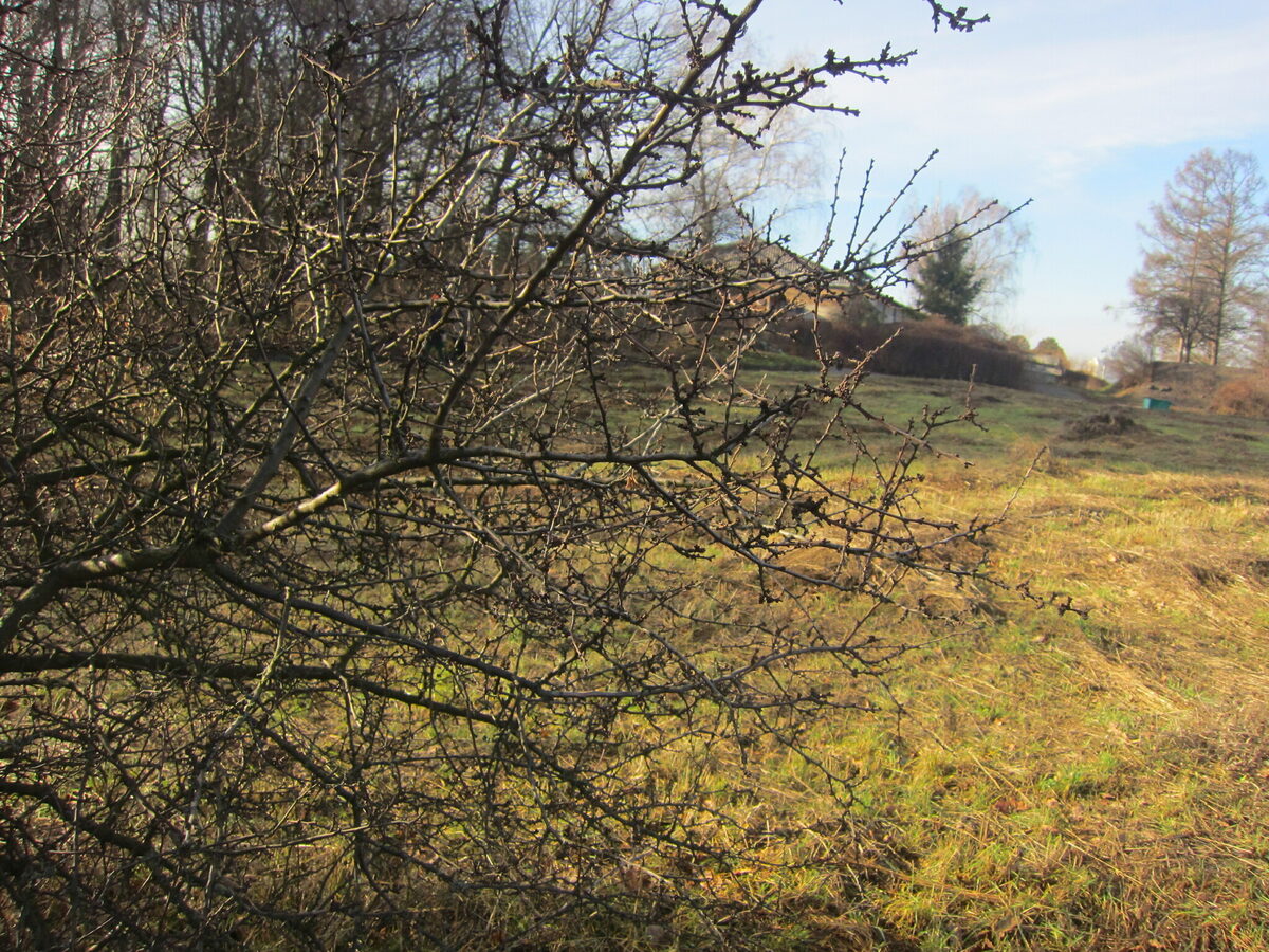 Prunus spinosa subsp. dasyphylla