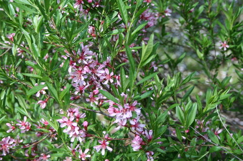 Prunus tenella (Dwarf Russian Almond) — photo