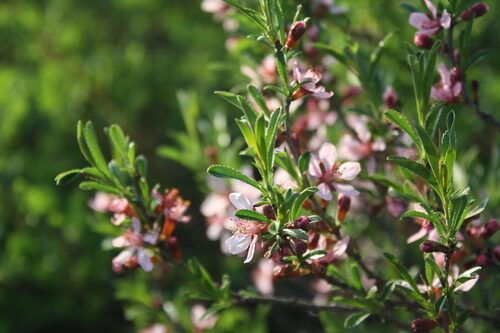 Prunus tenella (Dwarf Russian Almond) — photo