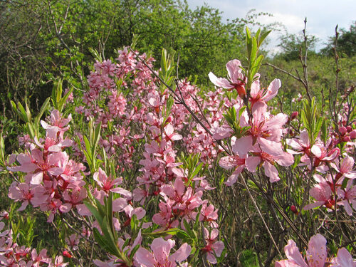 Prunus tenella