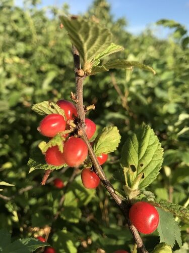 Prunus tomentosa (Nanking cherry) — photo