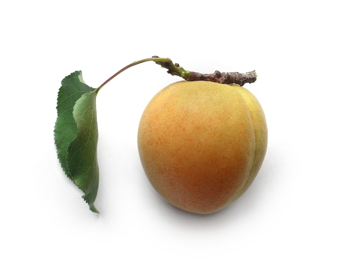 Prunus undulata