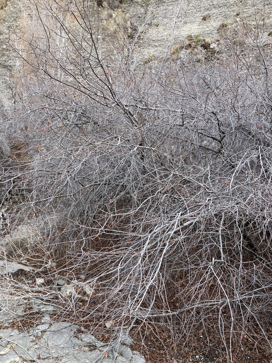 Prunus virginiana demissa - (Torr.&A.Gray.)Torr. (Western Chokecherry) — photo