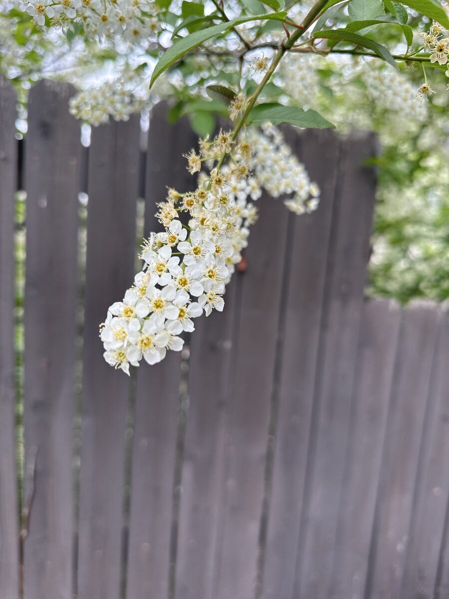 Prunus virginiana demissa - (Torr.&A.Gray.)Torr. (Western Chokecherry) — photo