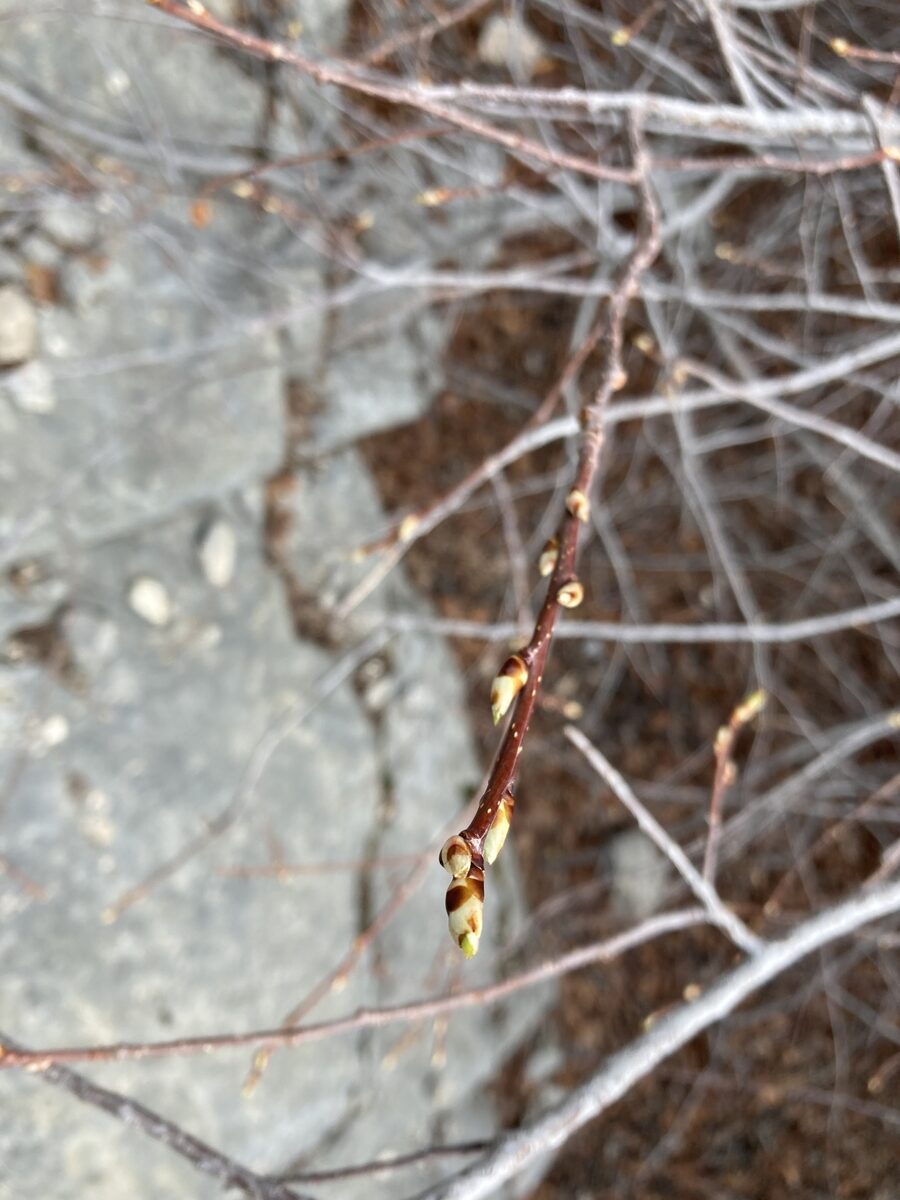 Prunus virginiana demissa - (Torr.&A.Gray.)Torr.