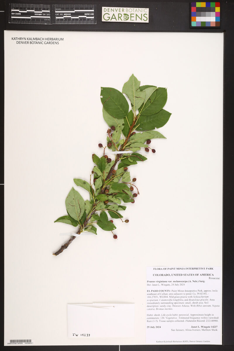 Prunus virginiana melanocarpa - (A.Nels.)Sarg. (Rocky Mountain Chokecherry) — photo