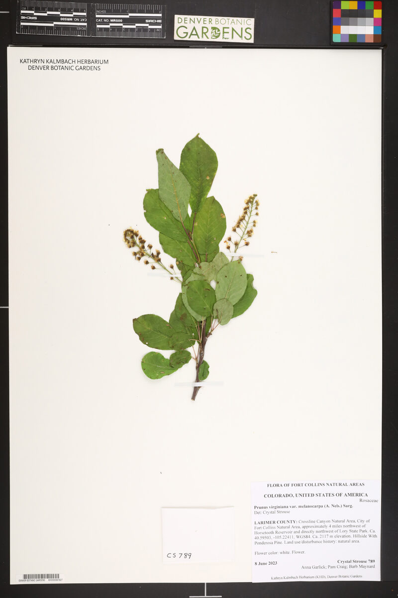 Prunus virginiana melanocarpa - (A.Nels.)Sarg. (Rocky Mountain Chokecherry) — photo