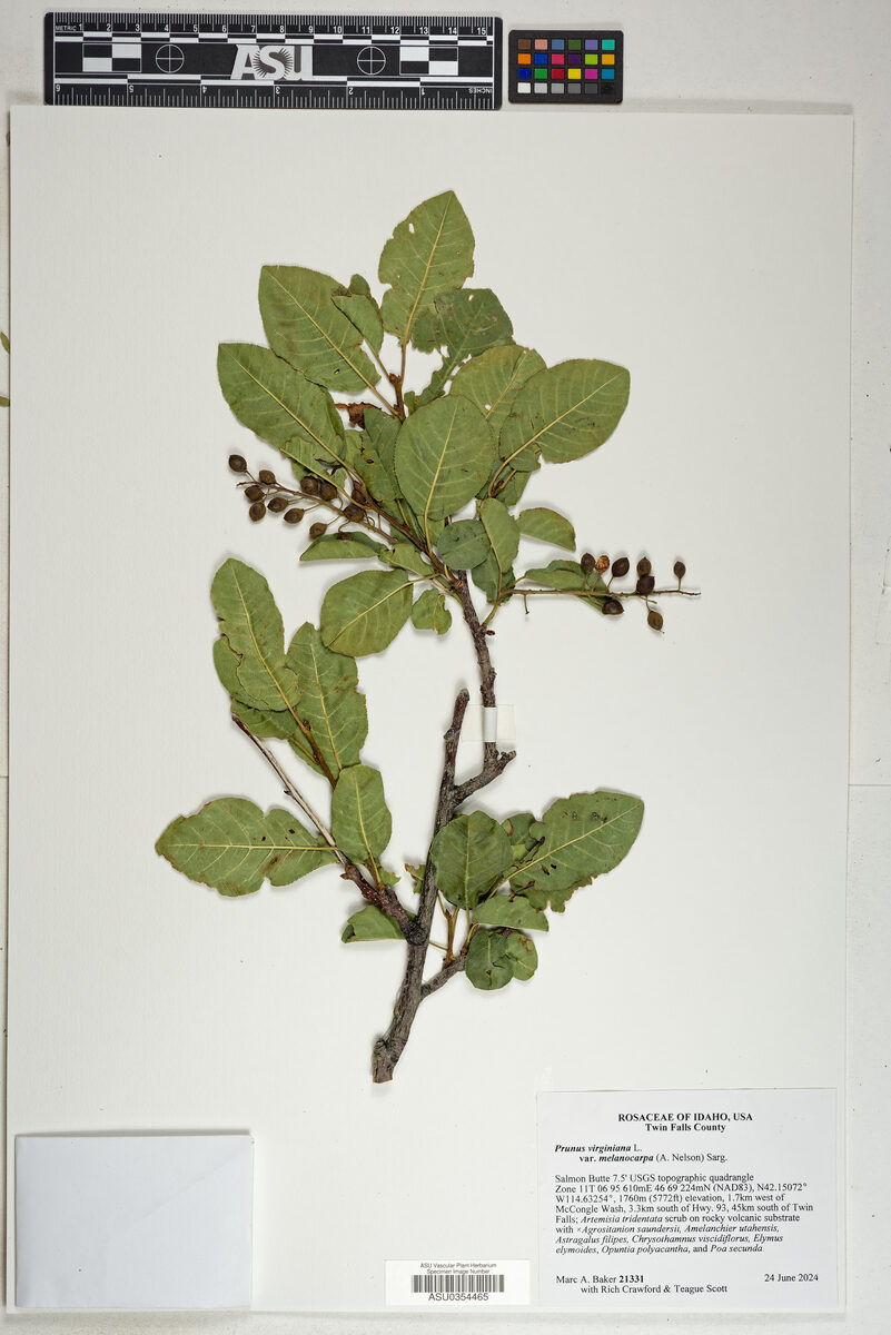 Prunus virginiana melanocarpa - (A.Nels.)Sarg.