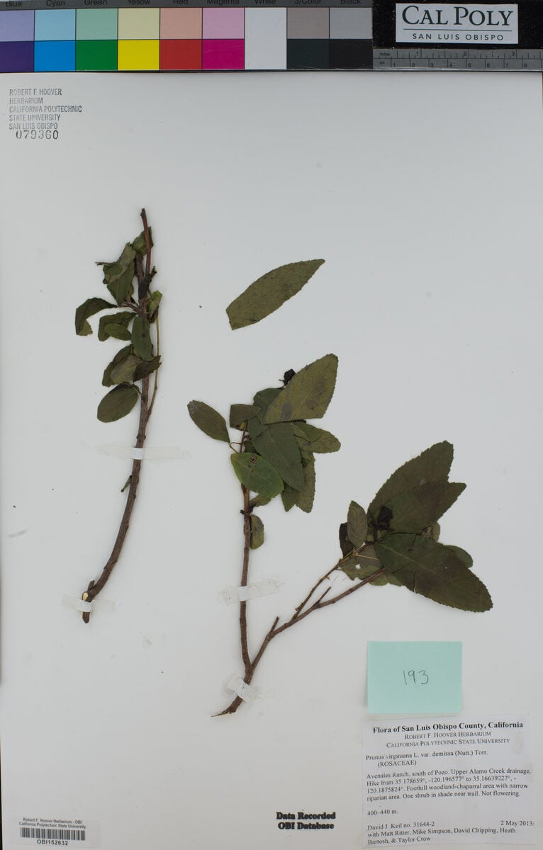 Prunus virginiana subsp. demissa (Western chokeberry) — photo