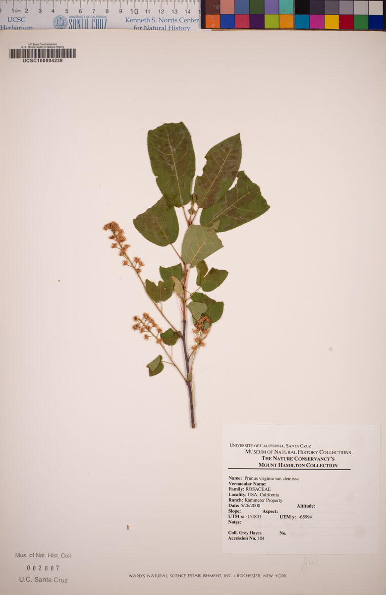 Prunus virginiana subsp. demissa (Western chokeberry) — photo