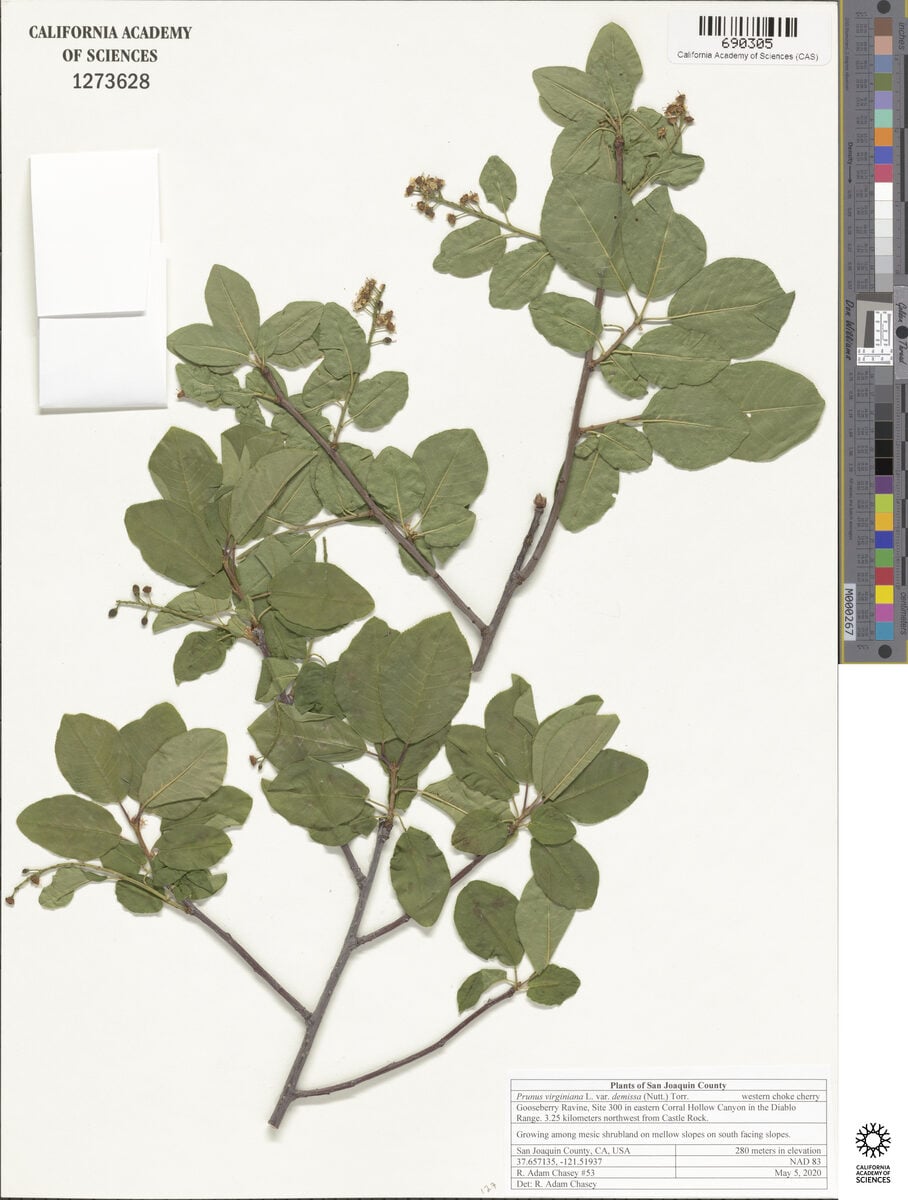 Prunus virginiana subsp. demissa