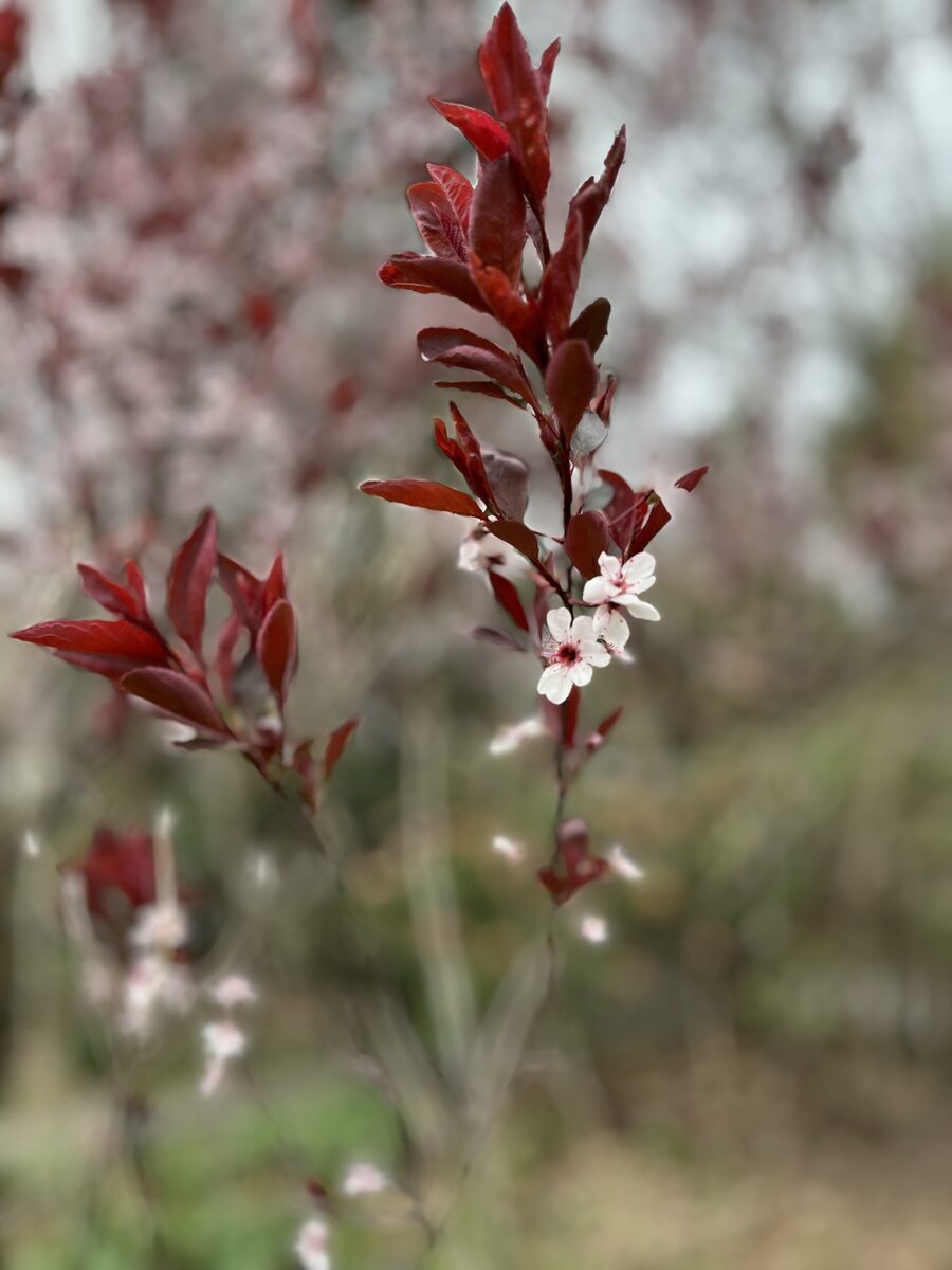 Prunus x cistena - (N.E.Hansen.)Koehne.