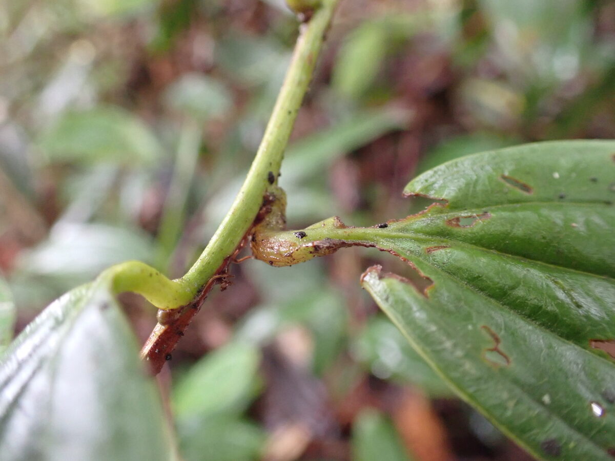 Psammisia cf. aberrans — photo