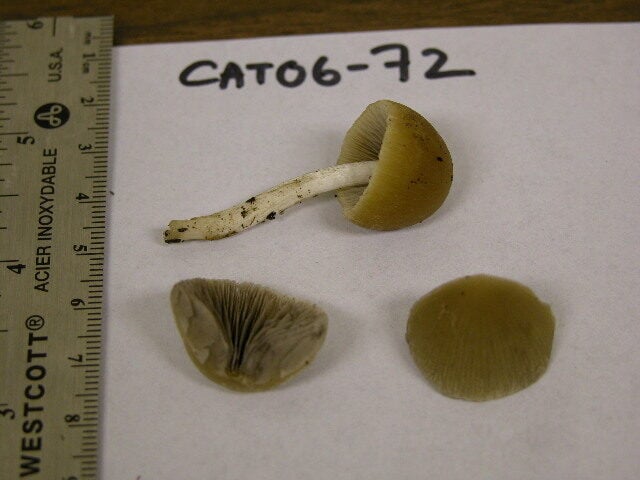 Psathyrella hydrophila