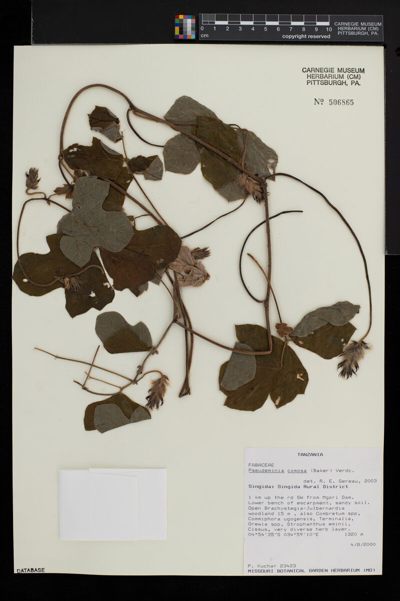 Pseudeminia comosa