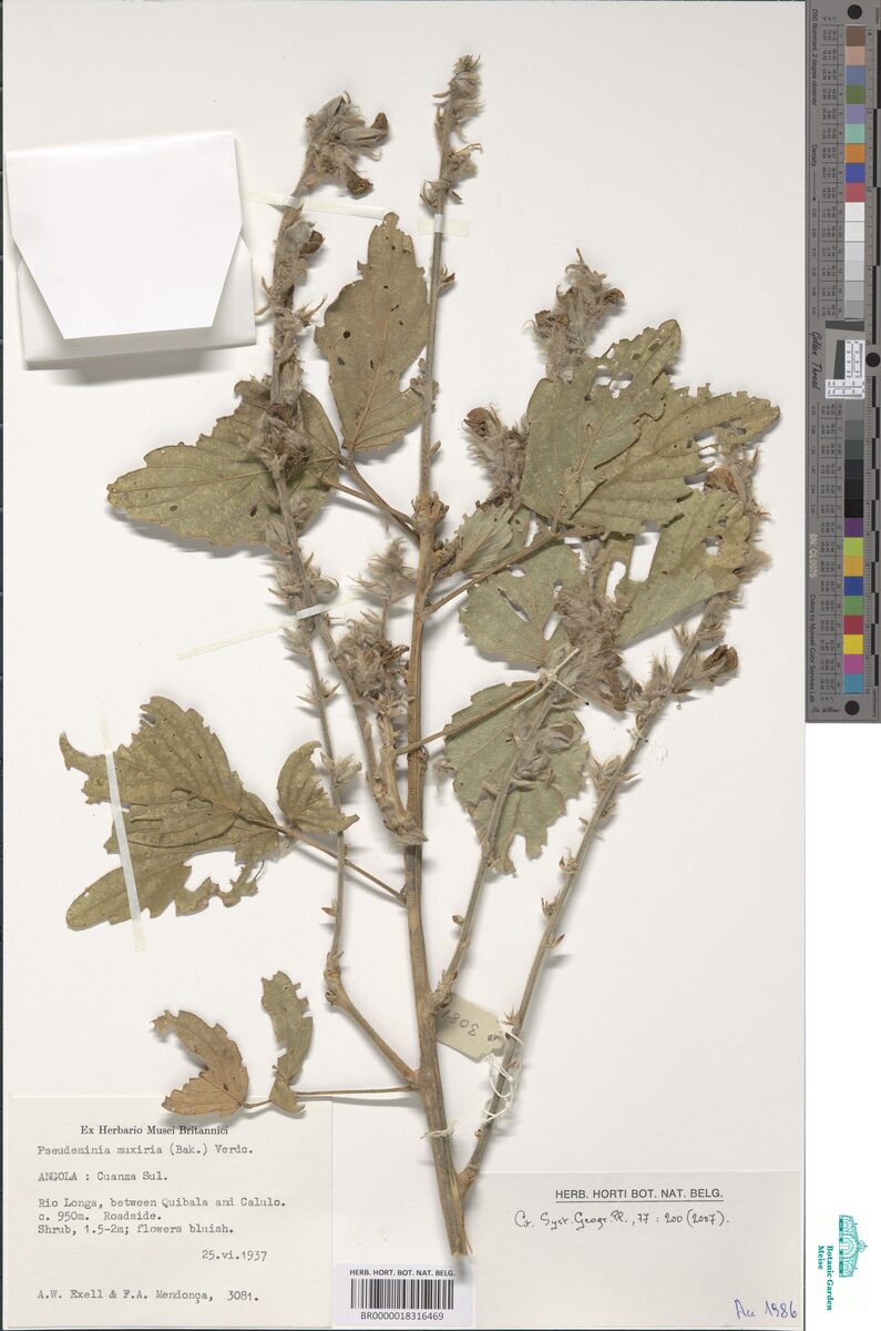 Pseudeminia muxiria