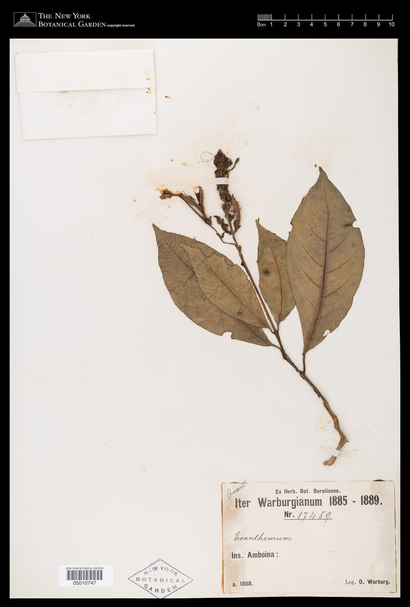 Pseuderanthemum racemosum — photo