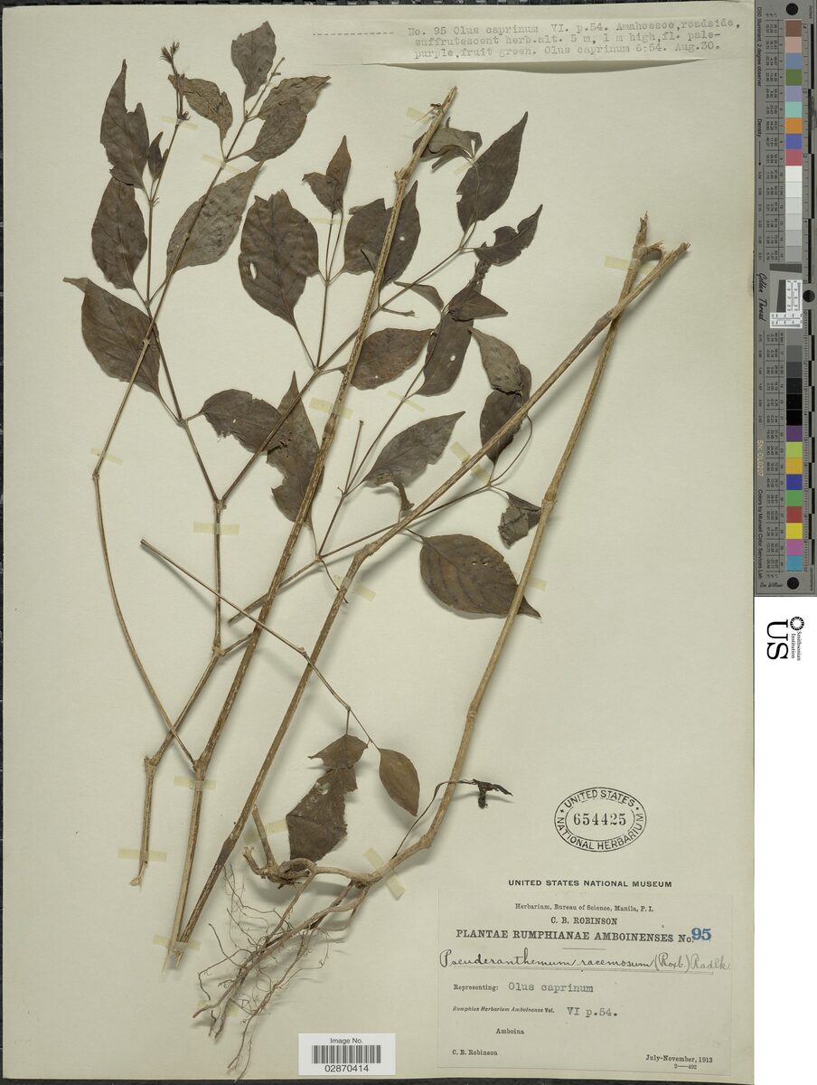 Pseuderanthemum racemosum