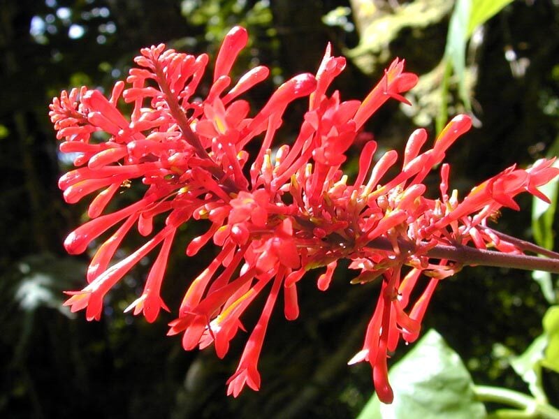 Pseuderanthemum whartonianum (Ofenga) — photo