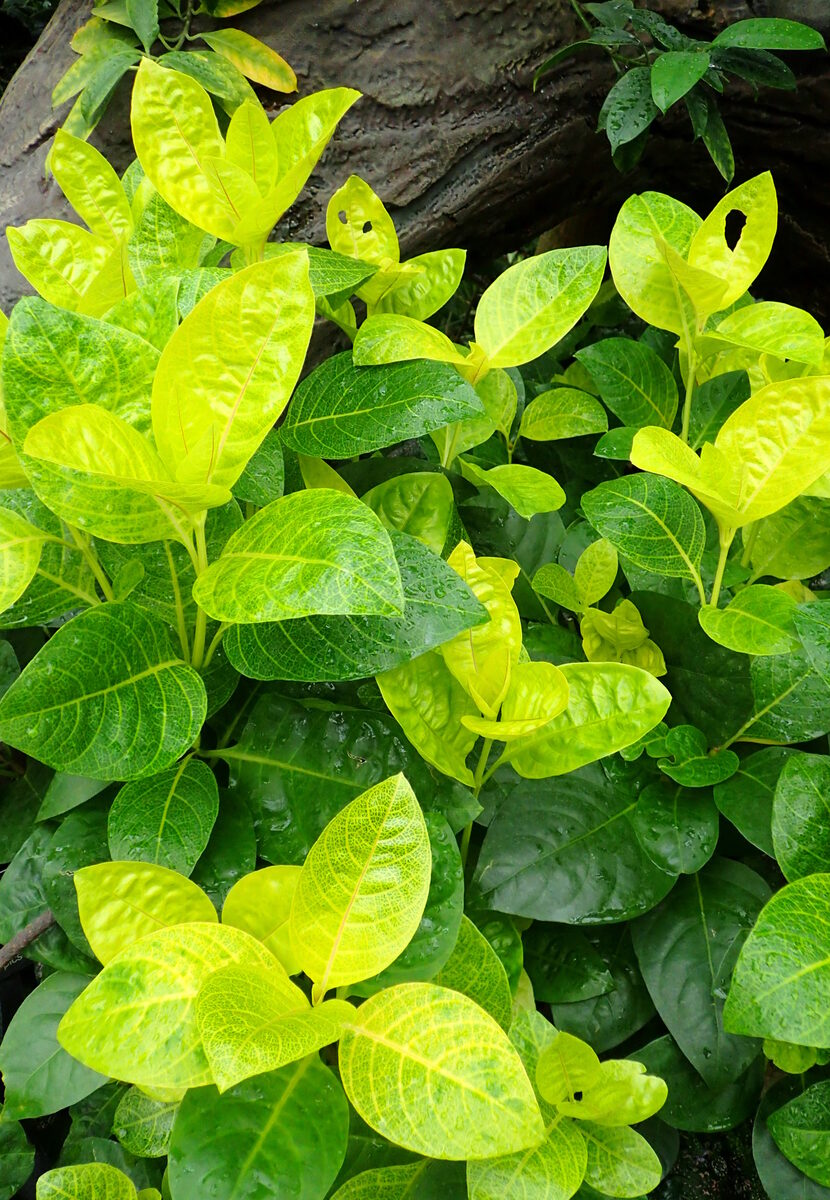 Pseuderanthemum whartonianum (Ofenga) — photo