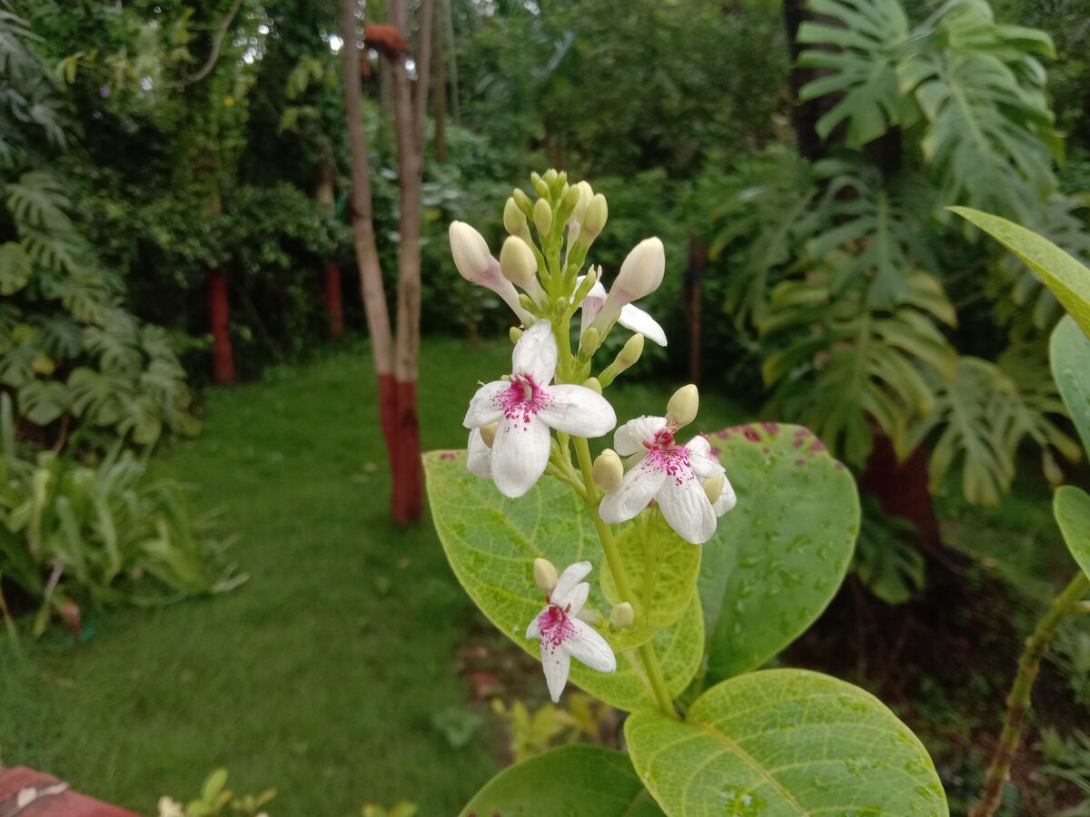 Pseuderanthemum whartonianum