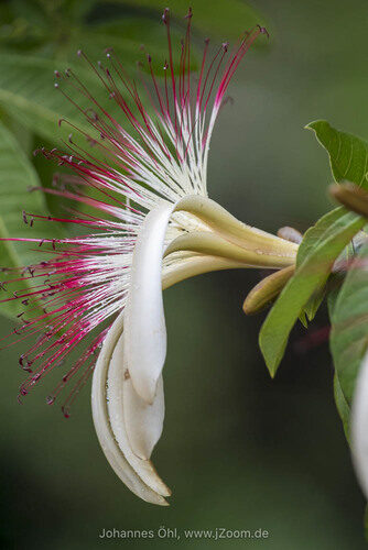 Pseudobombax munguba (Manguba) — photo