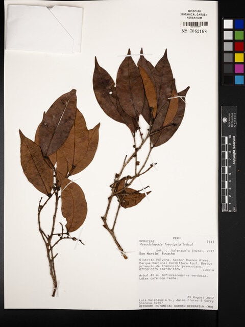 Pseudolmedia laevigata (Chimi) — photo