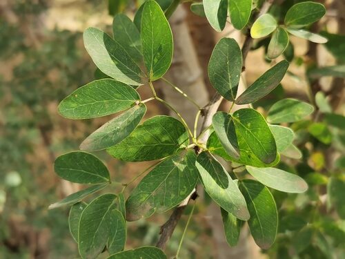 Pseudolmedia laevigata (Chimi) — photo