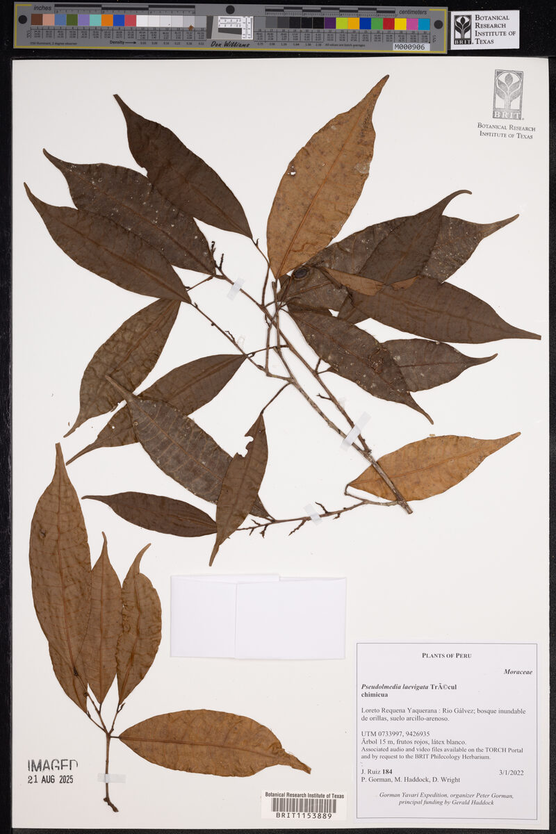 Pseudolmedia laevigata (Chimi) — photo