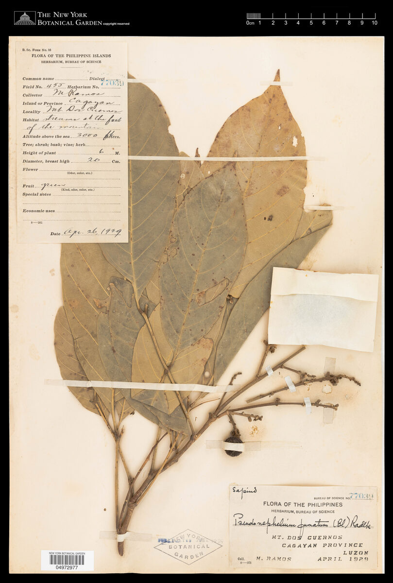 Pseudonephelium fumatum — photo