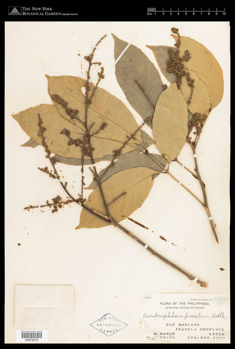 Pseudonephelium fumatum — photo