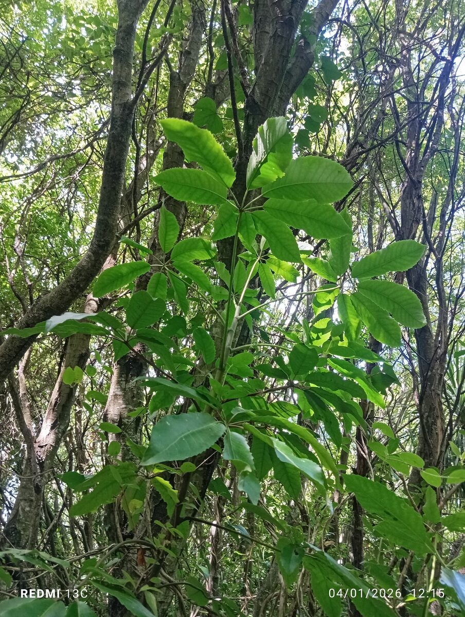 Pseudopanax arboreus - (Murray.)K.Koch. (Puahou) — photo