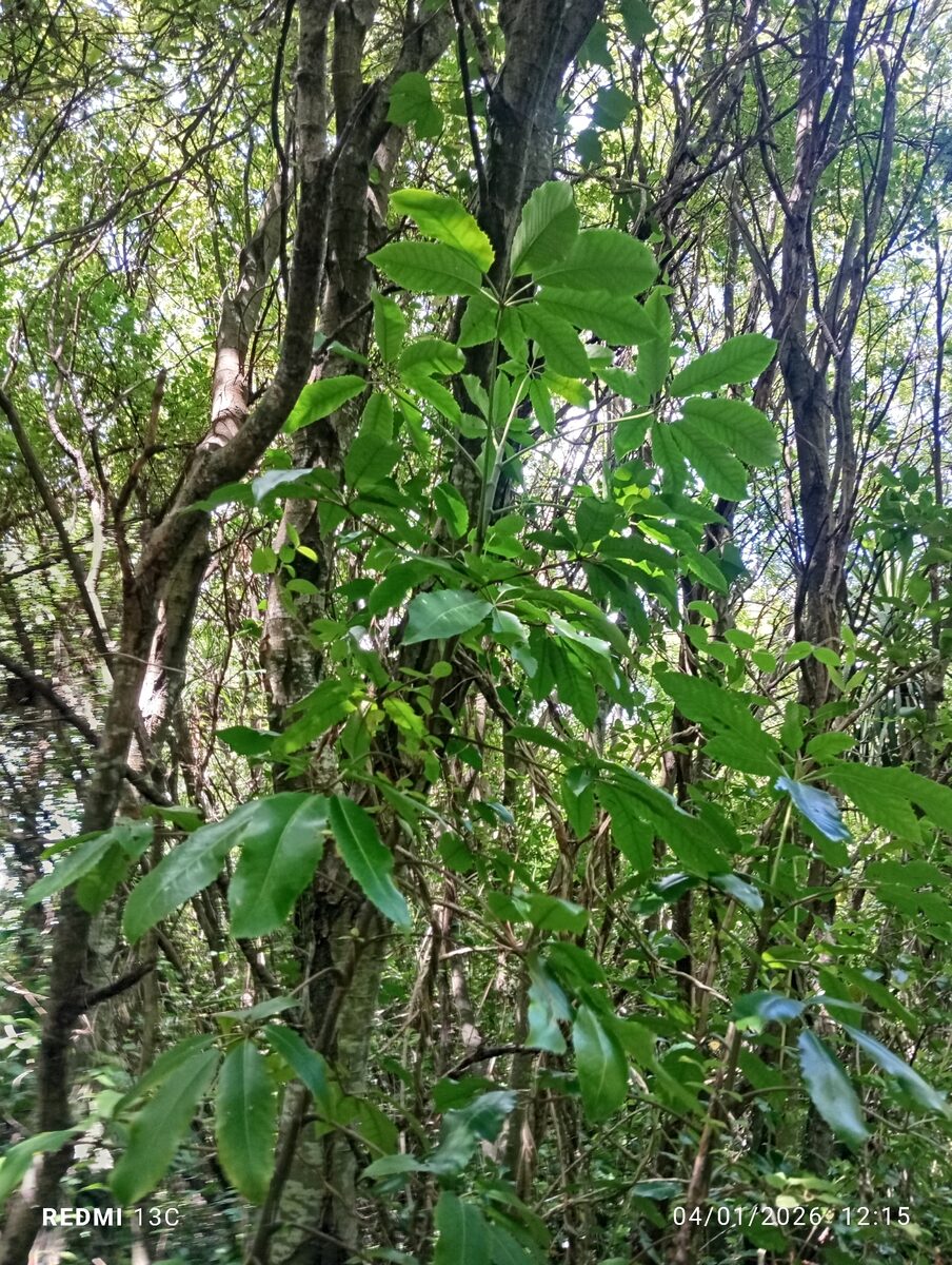 Pseudopanax arboreus - (Murray.)K.Koch. (Puahou) — photo