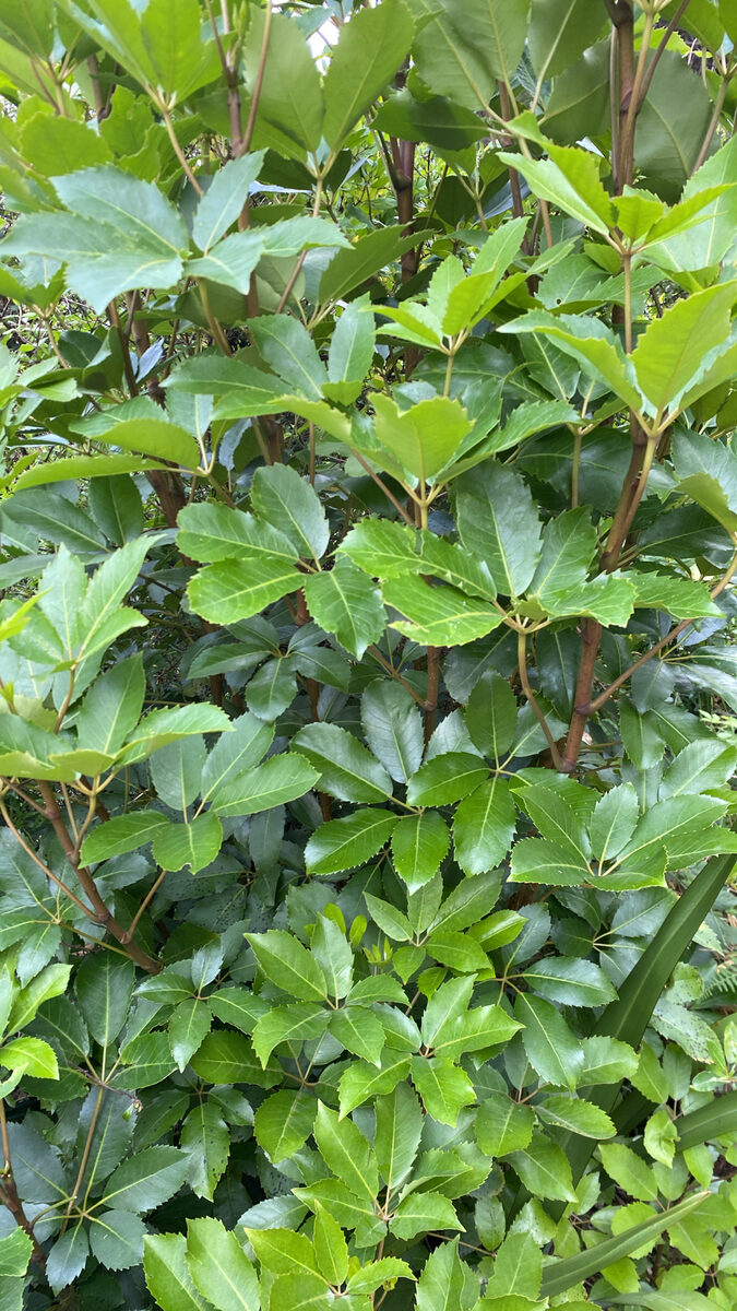 Pseudopanax arboreus - (Murray.)K.Koch.