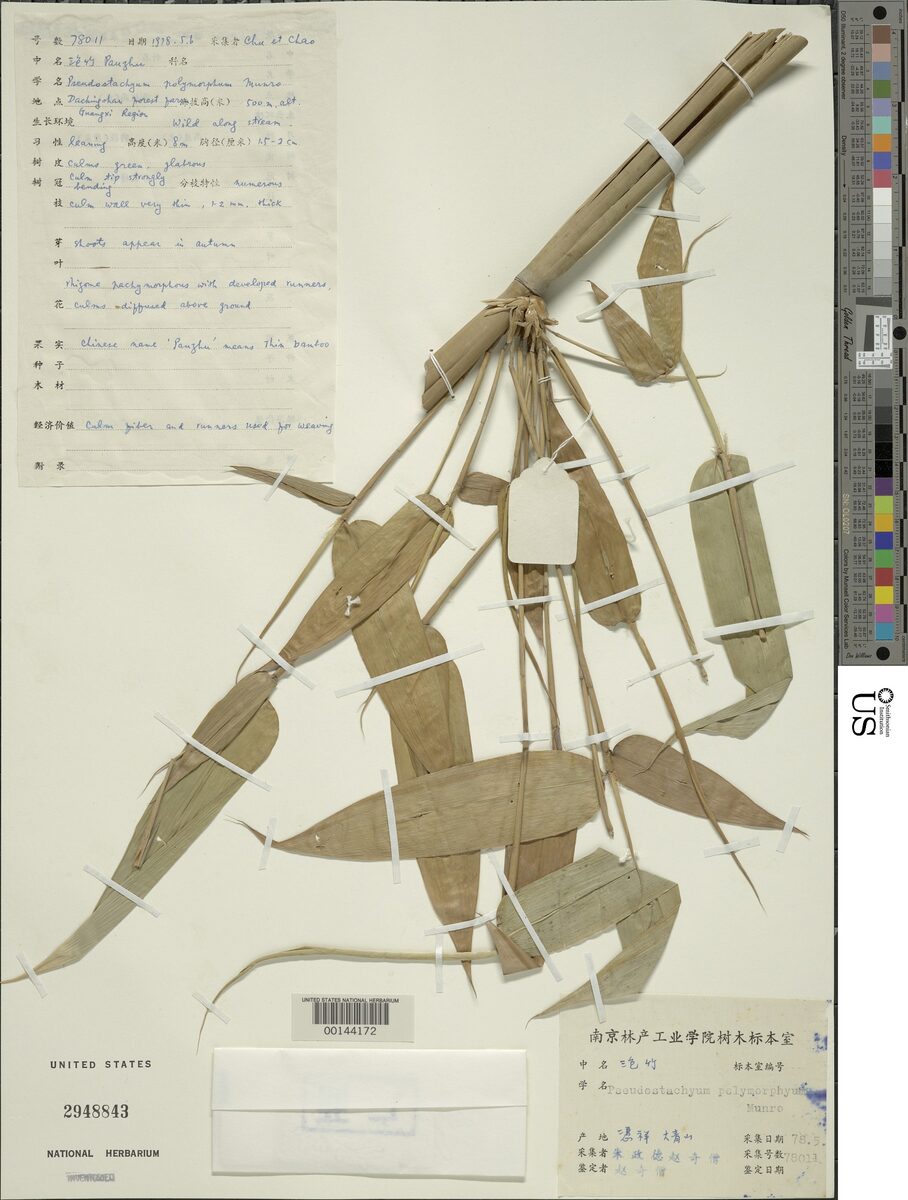 Pseudostachyum polymorphum — photo