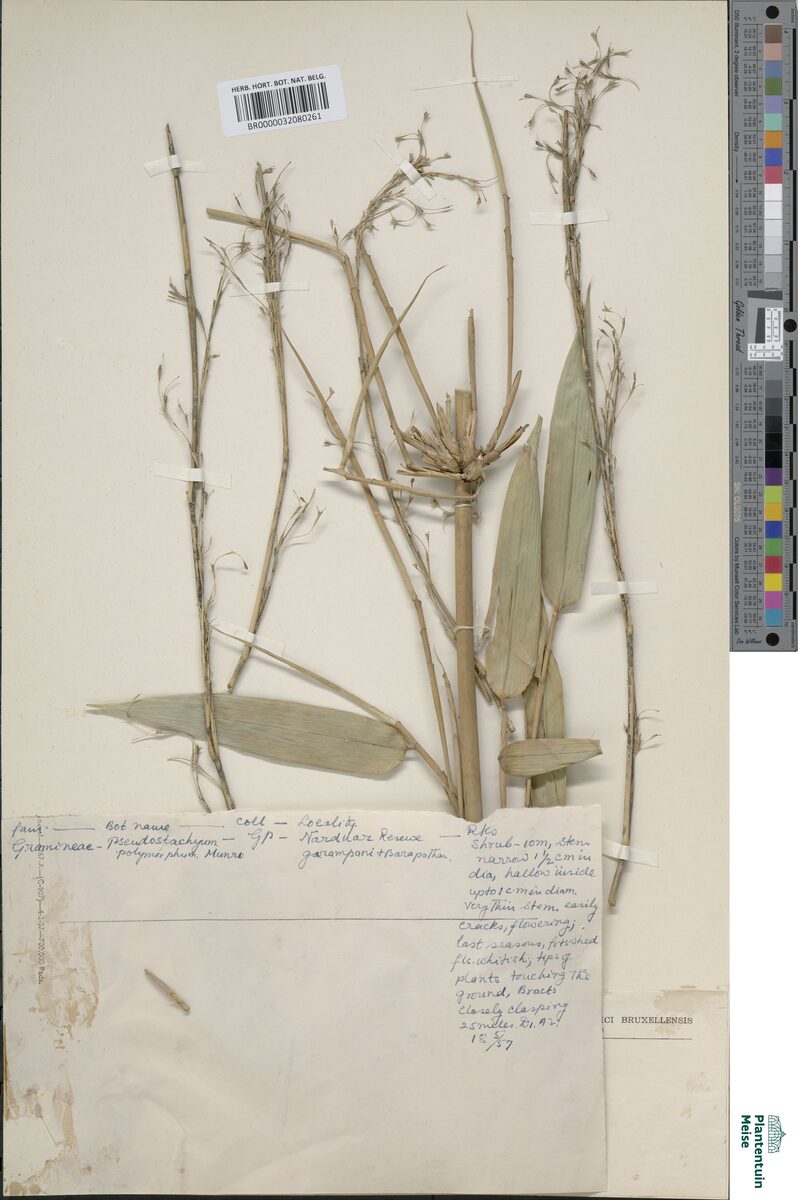 Pseudostachyum polymorphum — photo