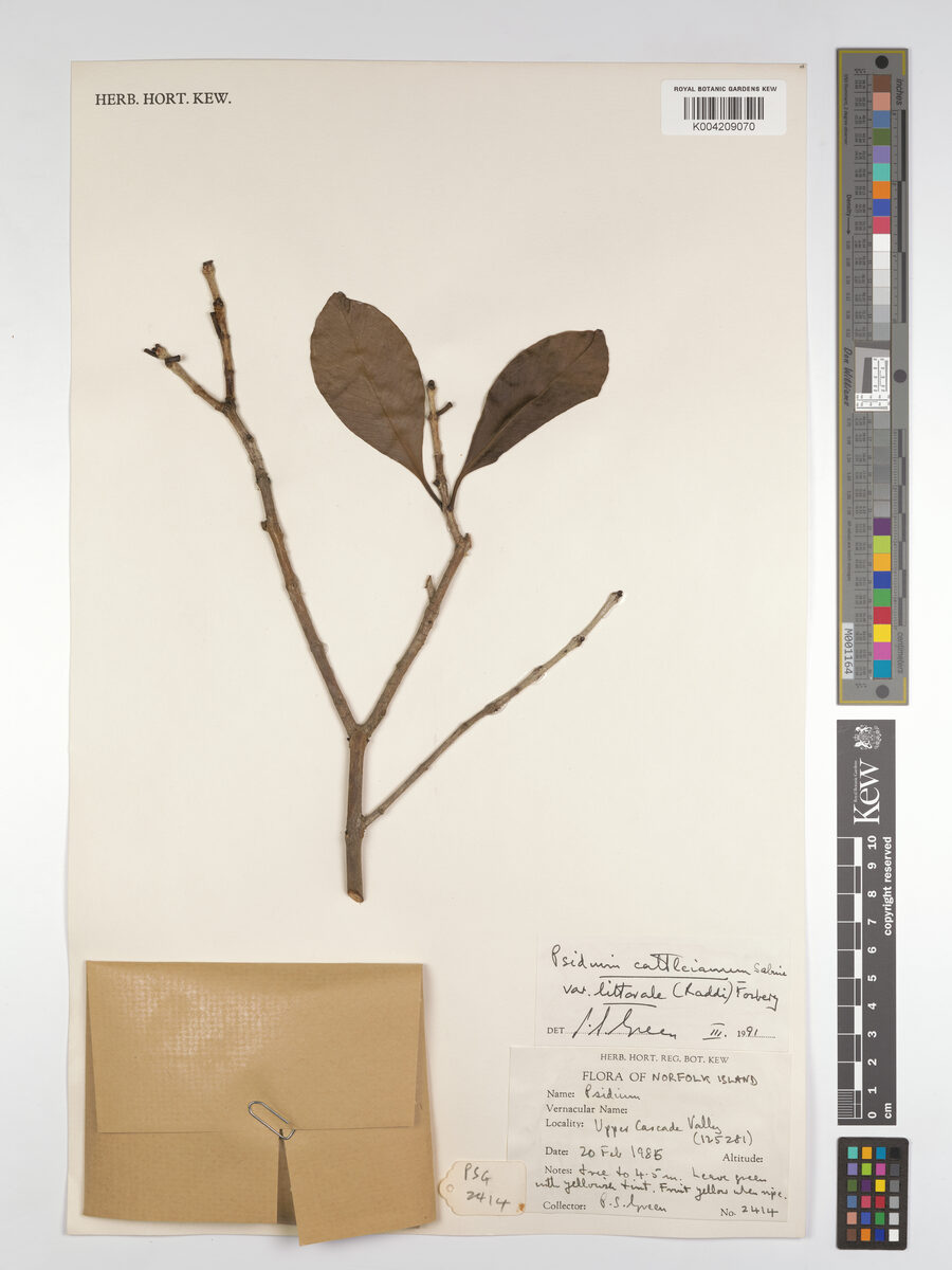 Psidium cattleianum littorale - (Raddi.)Fosberg.