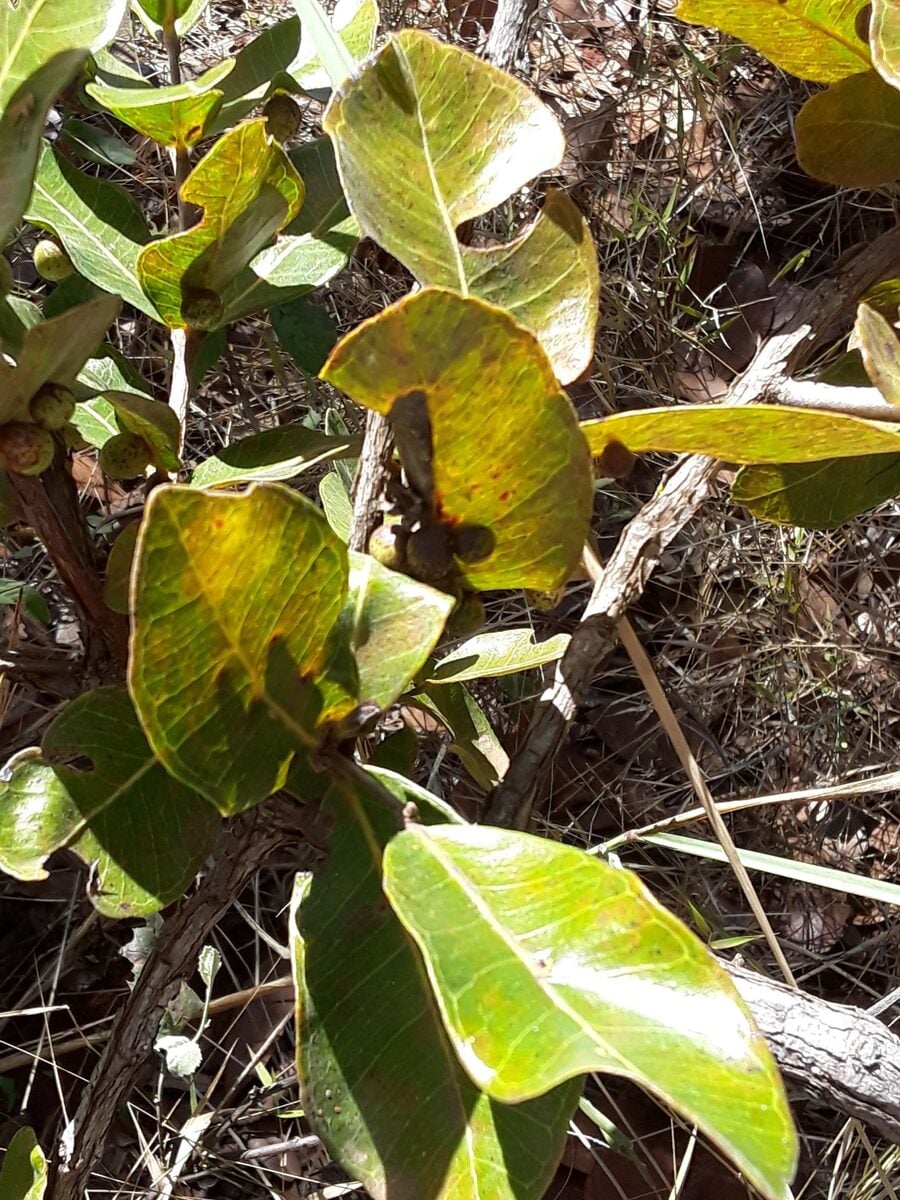 Psidium salutare var. pohlianum — photo
