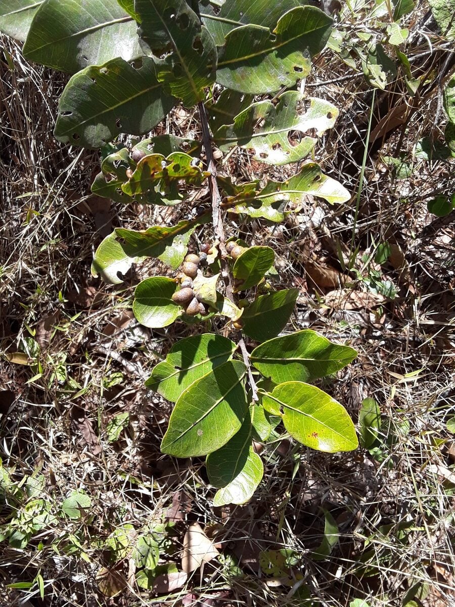 Psidium salutare var. pohlianum — photo