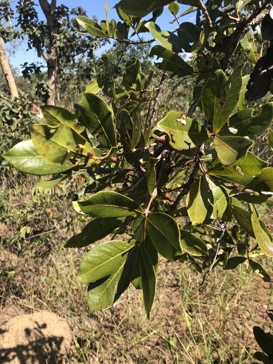 Psidium salutare var. pohlianum