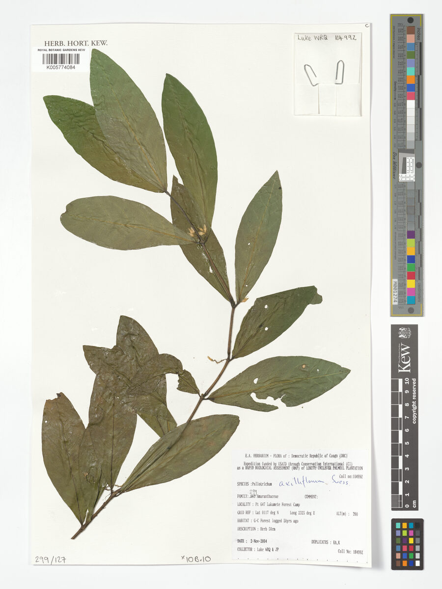 Psilotrichum axilliflorum — photo