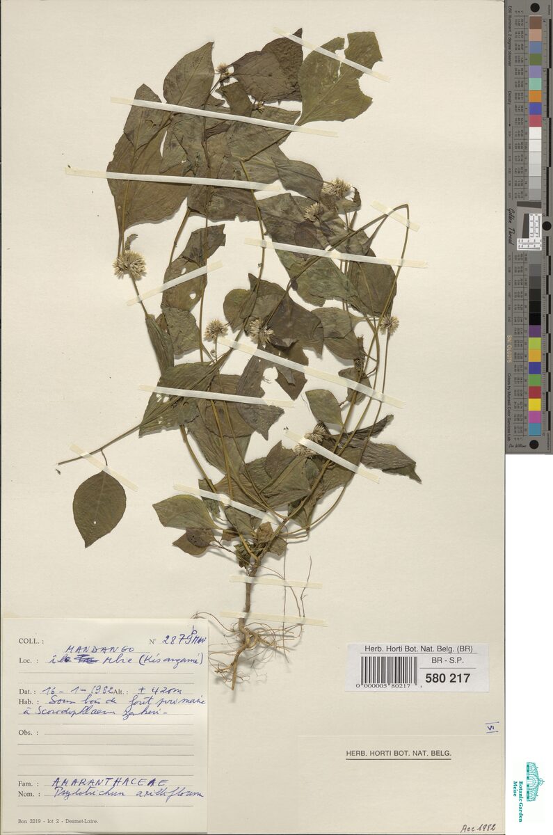 Psilotrichum axilliflorum — photo
