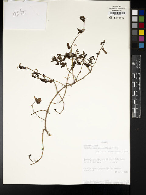 Psilotrichum axilliflorum