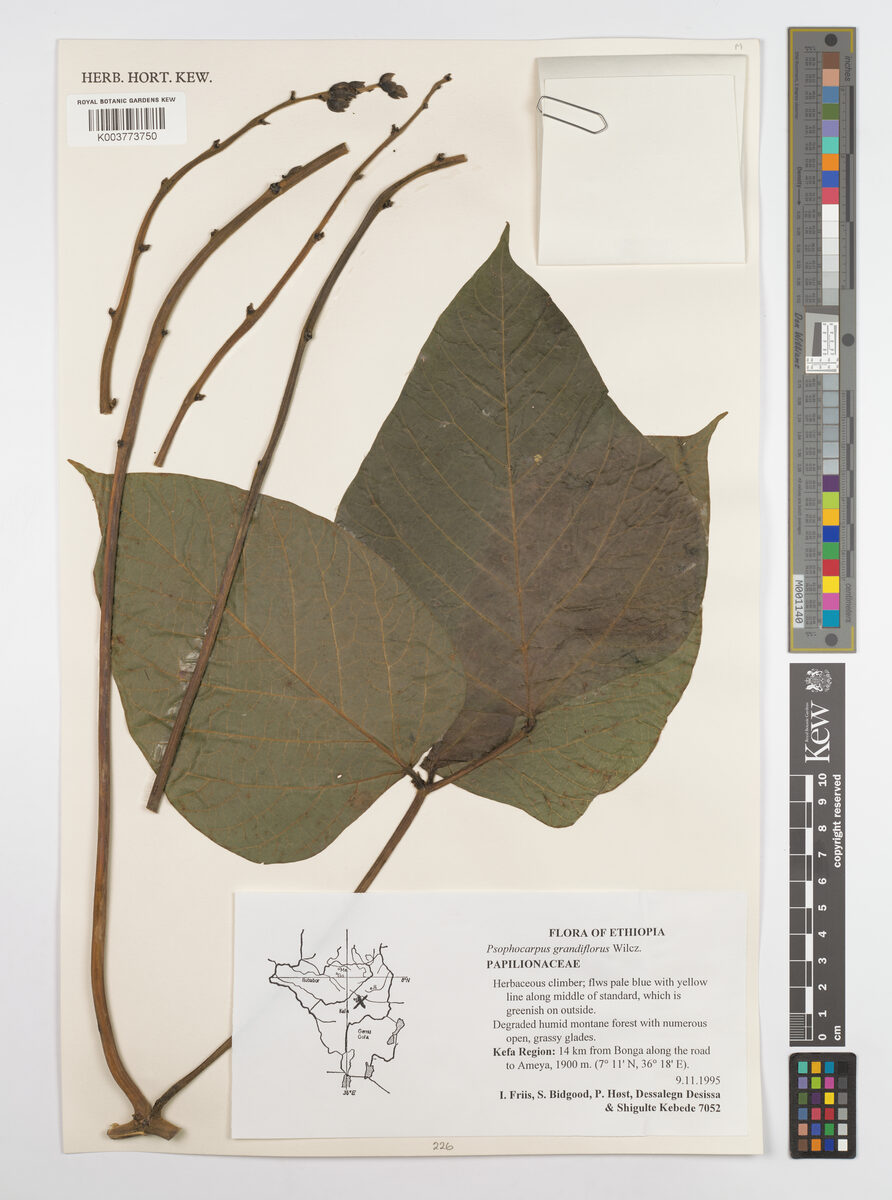 Psophocarpus grandiflorus — photo