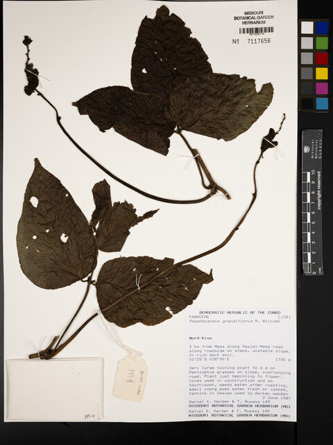 Psophocarpus grandiflorus — photo