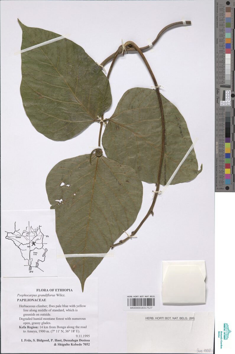 Psophocarpus grandiflorus