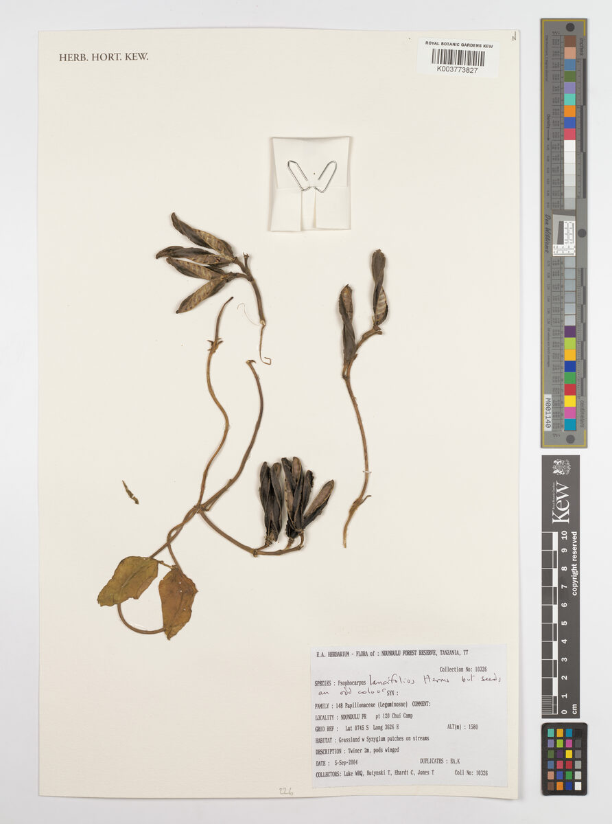 Psophocarpus lancifolius — photo