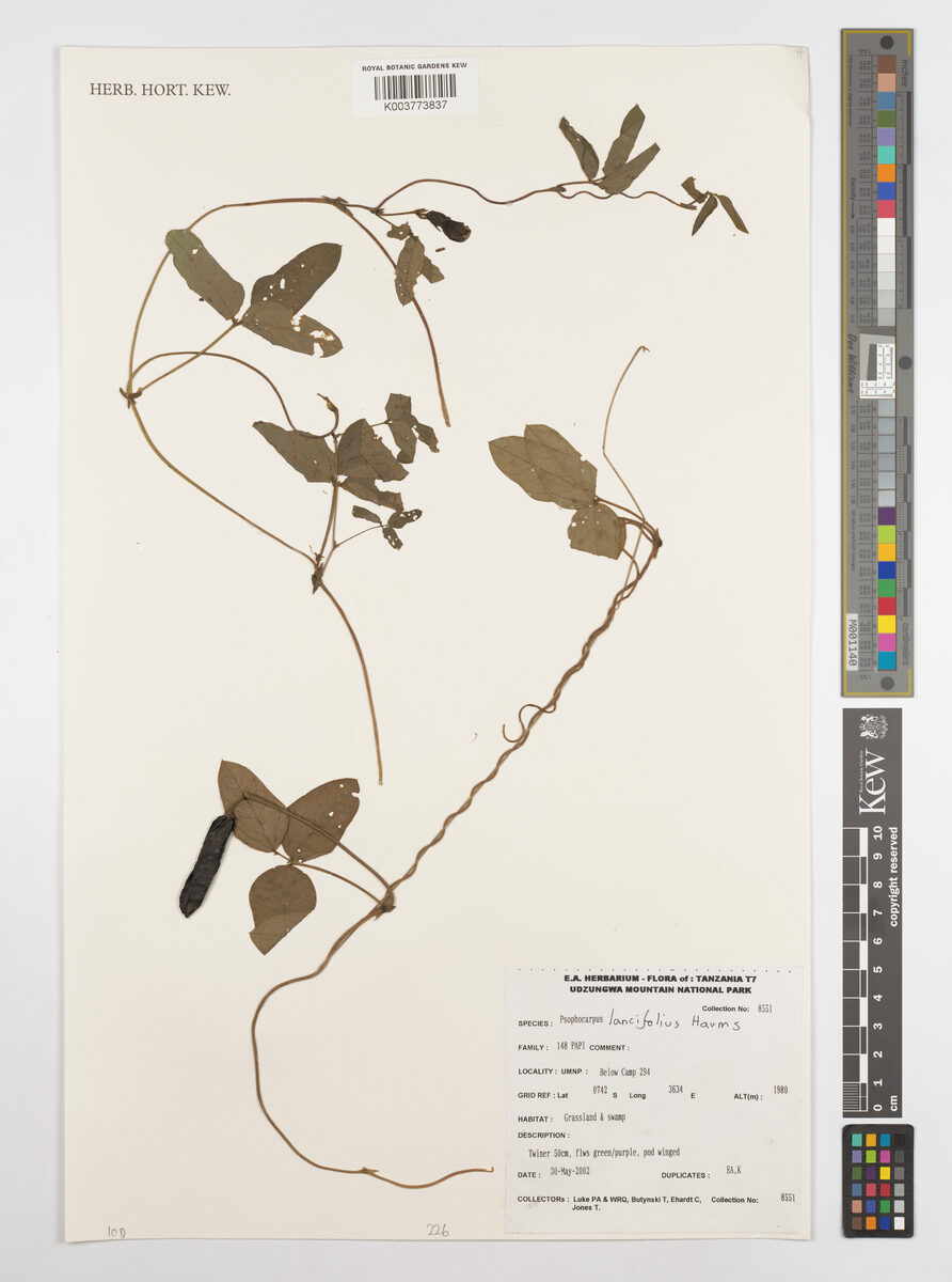 Psophocarpus lancifolius — photo
